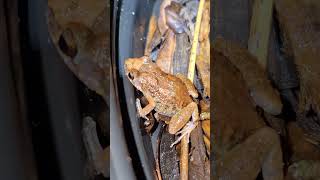 A spring peeper up close frogs nature reels wildlife [upl. by Rimas]