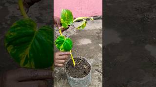 Money plant kaise lagayemoney plant care gardening moneyplant plants shortsfeed shorts short [upl. by Fiann]