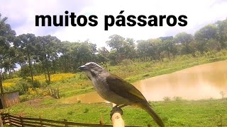 muitos pássaros no poleiro [upl. by Ecnerol]