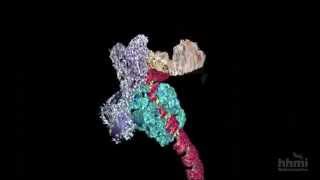 DNA Transcription Advanced Detail  HHMI BioInteractive Video [upl. by Einial623]