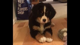 Bernese Mountain puppys first experience with bone is too cute [upl. by Scevour]