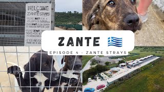 Zante  Ep 4  Zante Strays [upl. by Refiffej858]