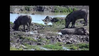 Madikwe RPA🌴 Błotna kąpiel dzikich świń afrykańskich guźców071124 [upl. by Assanav900]