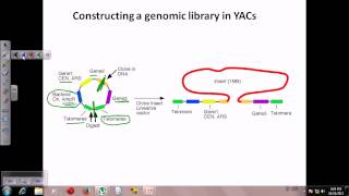 Construction of genomic library using yeast artificial chromosome [upl. by Colvin]