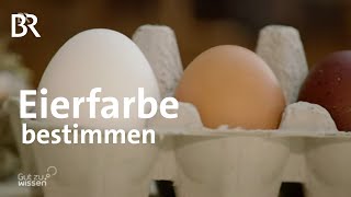 Bunte Eier Hühnerohren bestimmen die Eierfarbe  Landwirtschaft  Gut zu wissen  BR [upl. by Dyal]