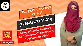 Ch14  Lec  37  Comparison between arteries veins and capillaries FSc Bio part 1 riffatjahan [upl. by Alita]