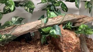 Morelia bredli Enclosure Tour Smooth Transition for our Baby Snake [upl. by Virgin]