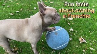 Fabulous Frenchies Fun Facts About Owning a French Bulldog [upl. by Vanessa]