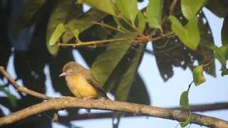 Scrub Greenlet Hylophilus flavipes [upl. by Anirual]