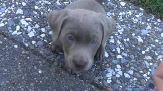 Trained my new 7 week old Silver Lab Labrador puppy to sit in 5 minutes [upl. by Emery255]