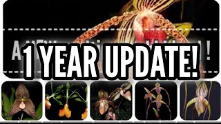 Orchids and more haul 1 year UPDATE and installing new LED lights [upl. by Losse]