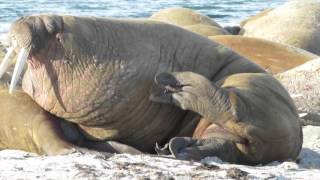 Walruses on Amsterdamøya Spitsbergen [upl. by Yasmeen]