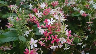 Combretum indicum  Rangoon creeper  Madhumalti flowering vine  मधुमालती [upl. by Erdnassak]