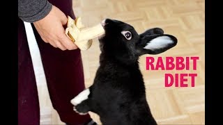 WHAT TO FEED YOUR PET RABBIT [upl. by Nirahs]