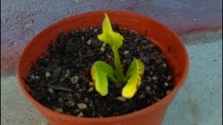 How to grow a Cashew Nut Tree in 12 Days from Seed nut [upl. by Fradin312]