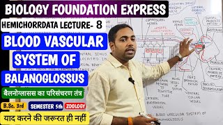 Blood vascular system of Balanoglossus in Hindiबैलनोग्लॉसस का परिसंचरण तंत्रjhsirclasses [upl. by Areic627]