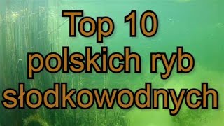 Top 10 polskich ryb słodkowodnych [upl. by Anastas]