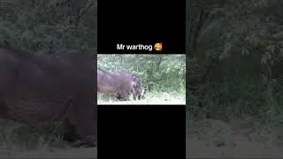 Mr Warthog Eating  warthog kasongo [upl. by Misab407]