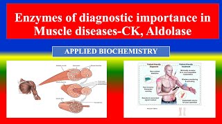 Enzymes of diagnostic importance in Muscle diseases CK Aldolase  Applied Biochemistry  Nursing [upl. by Naves]