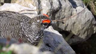 Balzender Alpenschneehahn mit Schneehenne Lagopus muta [upl. by Nnarefinnej]