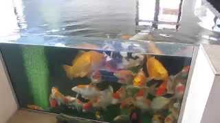 Mains drinking water and Koi  Chlorine and water changes [upl. by Krid]