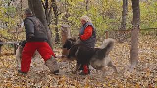 Caucasian Ovcharka Caucasian Shepherd caucasianshepherddog dogs [upl. by Rennob244]