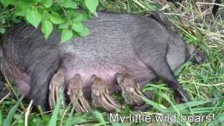 New born Wild baby boars [upl. by Aidaas]