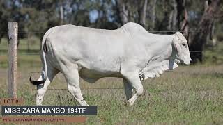 LOT 8  FENECH BRAHMANS FEMALE SALE 2024 [upl. by Britton]