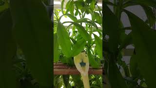 Baby parakeets eating greens budgies parakeets budgiesounds birdlovers birdlife birds [upl. by Nuoras]