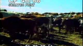 Cattle Stampede  Herding Cows  Best Shot Footage  Stock Footage [upl. by Selbbep110]