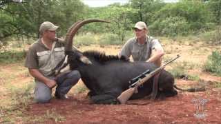 Garamtata Safaris Sable Hunt Limpopo Province South Africa [upl. by Sirromed]