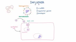 Influenza A and B Infection and Replication [upl. by Hoye]