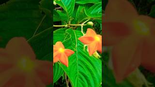 Mussaenda philippica🍂 shortdance [upl. by Coppins]