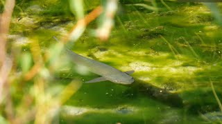 Fly Fishing Heaven New Zealand  Episode 4 [upl. by Stephani363]