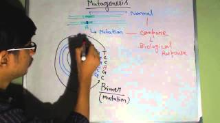 Site directed mutagenesis [upl. by Nonnairb291]