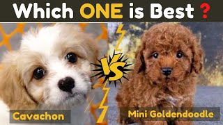 Cavachon Vs Mini Goldendoodle  Comparison and Guide About Two Dog Breeds [upl. by Isidore53]