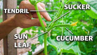 How To Prune Cucumber Plants Grow Cucumbers NOT Leaves [upl. by Crissie]