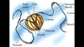 CTENOPHORES and PLATYHELMINTHES  ANIMAL KINGDOM Class 1 NCERT NEETJIPMERAIIMS [upl. by Tirza]