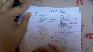 DUODENUM  FIRST PART RELATIONS  1 easy to learn [upl. by Naerda149]