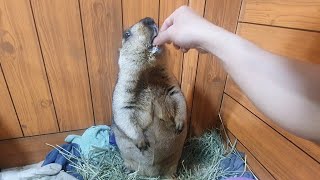 funny marmot clap to get food [upl. by Rogozen]