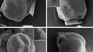 Nematode Morphology [upl. by Memory35]