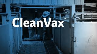 CleanVax  Cattle Friendly Intranasal Application [upl. by Yelssew291]