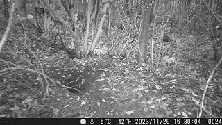 Japanese Raccoon Dogs Drop by the Sett of Japanese Badger around the Night of 1st Snow in Late Fall [upl. by Hteazile]