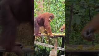 Orangutans Eating At Platform [upl. by Nitram]