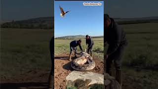 A giant python tasteexplorertv python animals shortsvideo wildlife [upl. by Veats629]