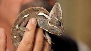 6 Care Tips for Chameleons  Pet Reptiles [upl. by Ehcar]