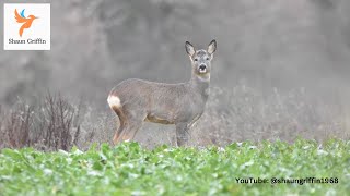 Roe deer  Suffolk Dec 24 [upl. by Ailaro]