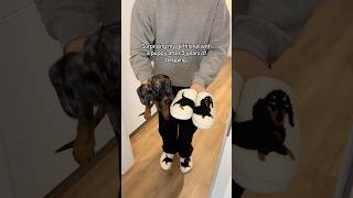 Dachshund slippers are much better🥹🐶 dachshund slippers gift [upl. by Farant]