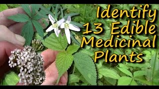 A Video Identification Guide To Edible amp Medicinal Plants  Pt 2 [upl. by Nylatsyrk]