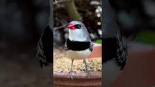 Diamond firetail finch 🤩 [upl. by Rocca]